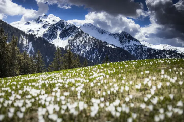 Framed Print : Spring flowering of Crocus at Corte Grande. Valle di Albaredo, Orobie, Valtellina, Lombardy, Italy Framed Print : Spring flowering of Crocus at Corte Grande. Valle di Albaredo, Orobie, Valtellina, Lombardy, Italy