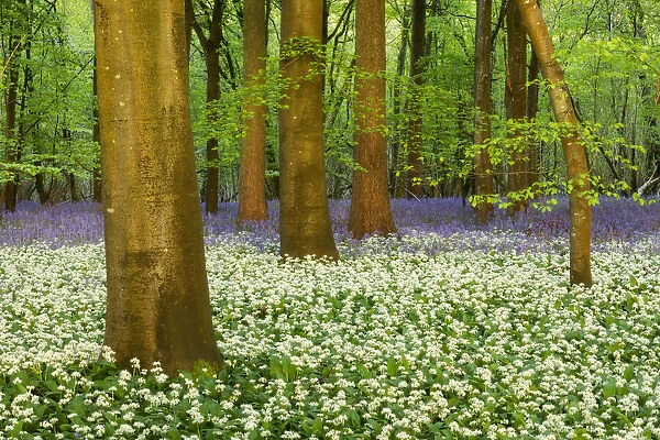 Spring flowers in deciduous woodland with Bluebells (Hyacinthoides non-scriptus
