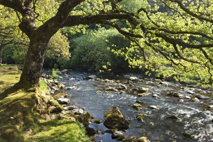 Framed Print : Spring foliage on the banks of Badgworthy Water in the Doone Valley, Exmoor, Somerset Framed Print : Spring foliage on the banks of Badgworthy Water in the Doone Valley, Exmoor, Somerset