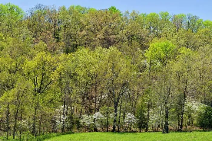Framed Print : Spring foliage leafing out in deciduous trees, flowering dogwood, Gassville, Arkansas, USA Framed Print : Spring foliage leafing out in deciduous trees, flowering dogwood, Gassville, Arkansas, USA