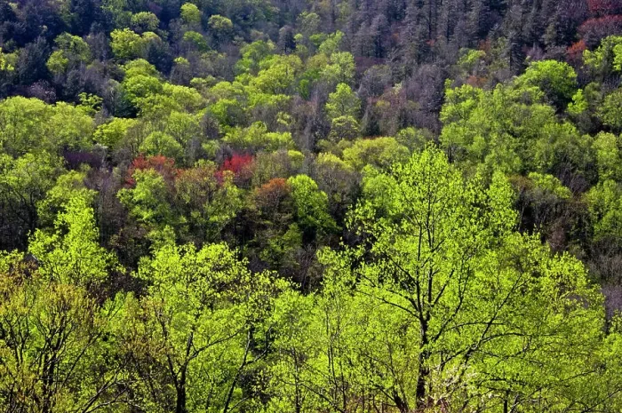 Framed Print : Spring foliage on trees near the Chimneys, Great Smoky Mountains National Park, Tennessee, USA Framed Print : Spring foliage on trees near the Chimneys, Great Smoky Mountains National Park, Tennessee, USA