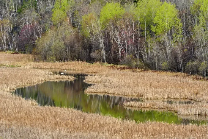 Framed Print : Spring hillside reflected in Lily Creek, Greater Sudbury, Ontario, Canada Framed Print : Spring hillside reflected in Lily Creek, Greater Sudbury, Ontario, Canada