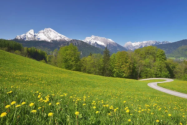 Spring meadow against Mount Watzmann (2380 m). Berchtesgaden, Berchtesgaden Land, Bayern