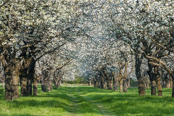 Spring orchard, flowering Cherry trees (Prunus), Burgenland district, Saxony-Anhalt