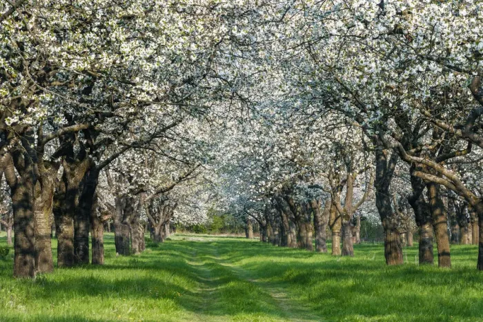 Framed Print : Spring orchard, flowering Cherry trees (Prunus), Burgenland district, Saxony-Anhalt Framed Print : Spring orchard, flowering Cherry trees (Prunus), Burgenland district, Saxony-Anhalt