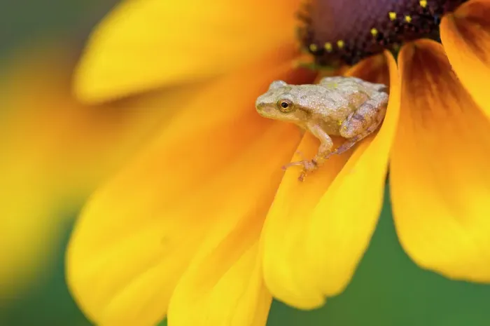 Framed Print : Spring peeper (Hyla crucifer) perched on black-eyed susan in flower garden, Lively, Ontario, Canada Framed Print : Spring peeper (Hyla crucifer) perched on black-eyed susan in flower garden, Lively, Ontario, Canada
