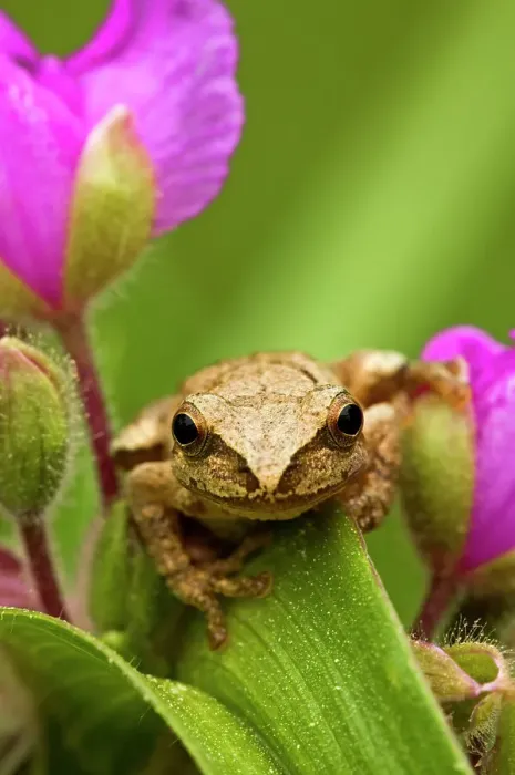 Framed Print : Spring peeper (Hyla crucifer) sitting on garden Spiderwort flower, Lively, Ontario, Canada