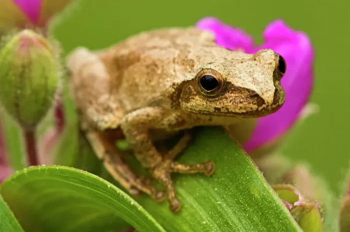 Framed Print : Spring peeper (Hyla crucifer) sitting on garden Spiderwort flower, Lively, Ontario, Canada Framed Print : Spring peeper (Hyla crucifer) sitting on garden Spiderwort flower, Lively, Ontario, Canada
