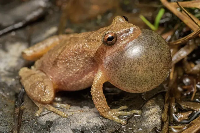 Framed Print : Spring Peeper (Pseudacris crucifer), formerly Hyal crucifer, with vocal sac fully inflated while chorusing at night, Muskoka, Ontario, Canada Framed Print : Spring Peeper (Pseudacris crucifer), formerly Hyal crucifer, with vocal sac fully inflated while chorusing at night, Muskoka, Ontario, Canada