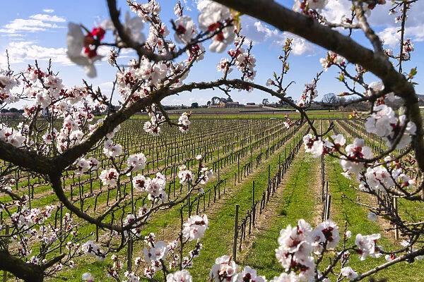 Spring season in Franciacorta, Brescia province, Lombardy district in Italy, Europe