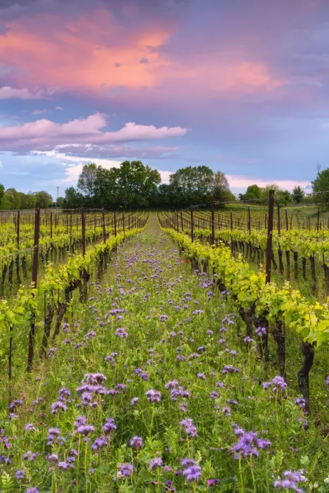 Framed Print : Spring season in Franciacorta, Brescia province, Lombardy, Italy