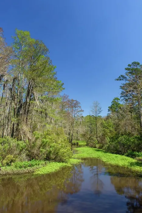 Framed Print : Spring trees in a bayou, Mandeville, Louisiana, USA Framed Print : Spring trees in a bayou, Mandeville, Louisiana, USA