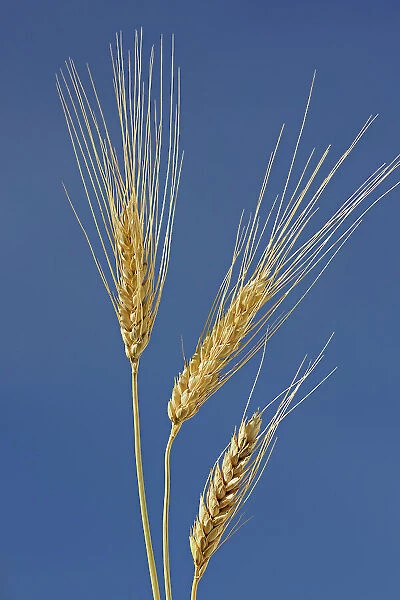 SPring white wheat Indian Head Saskatchewan, Canada