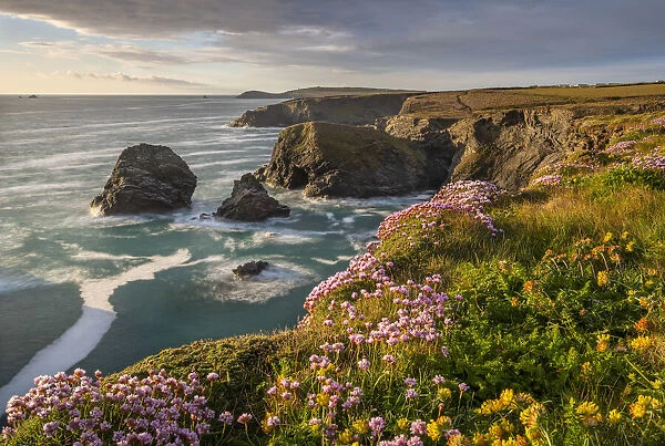Spring wildflowers on the dramatic clifftops of North Cornwall, England