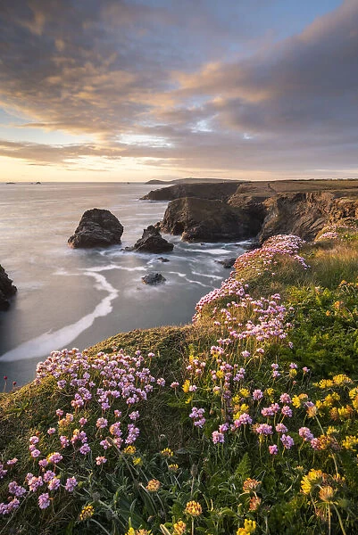 Spring wildflowers on the dramatic clifftops of North Cornwall at sunset, England