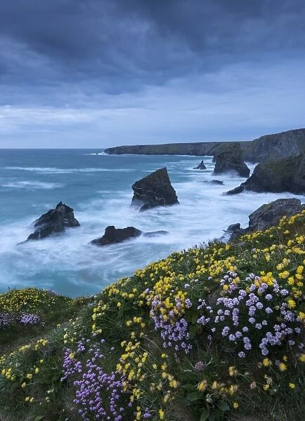 Spring wildflowers growing on the clifftops at Bedruthan Steps, Cornwall, England. May