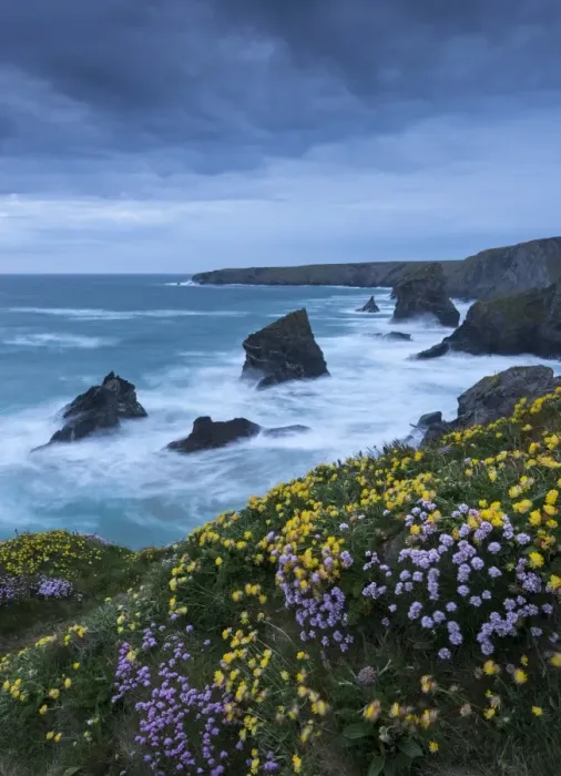 Framed Print : Spring wildflowers growing on the clifftops at Bedruthan Steps, Cornwall, England. May Framed Print : Spring wildflowers growing on the clifftops at Bedruthan Steps, Cornwall, England. May