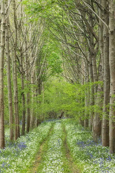 Spring wildflowers and path in broadleaved woodland with Ramsons (Allium ursinum