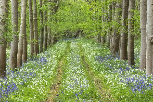 Spring wildflowers and path in broadleaved woodland with Ramsons (Allium ursinum