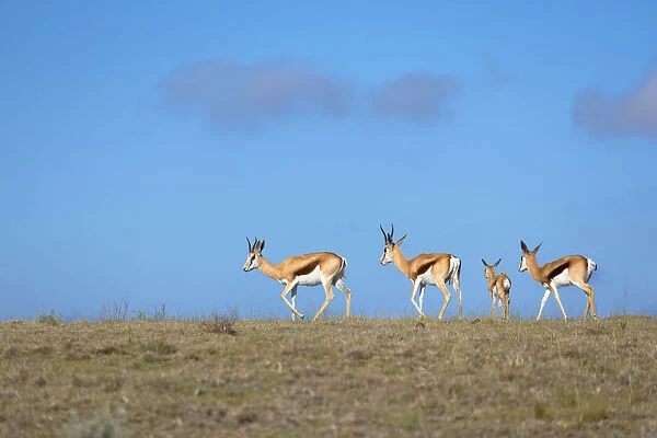 Springbok, Botlierskop Private Game Reserve, Western Cape, South Africa