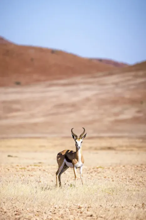 Framed Print : Springbok, Damaraland, Namibia Framed Print : Springbok, Damaraland, Namibia