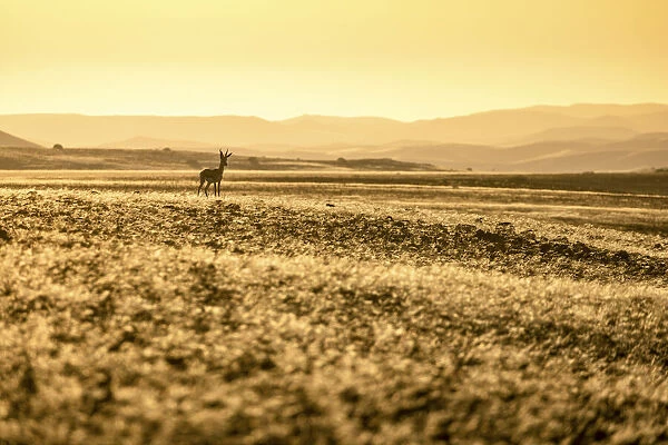 Springbok, Damaraland, Namibia
