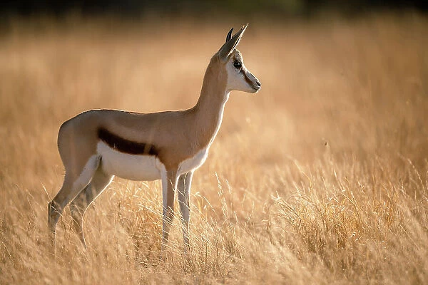 Springbok, Kalahari Desert, Botswana