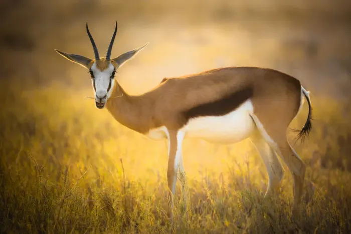 Framed Print : Springbok near Halali Camp grazing in the golden light, Namibia Framed Print : Springbok near Halali Camp grazing in the golden light, Namibia