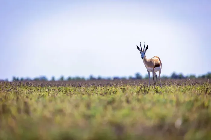 Framed Print : Springbok, Nxai Pan National Park, Botswana Framed Print : Springbok, Nxai Pan National Park, Botswana
