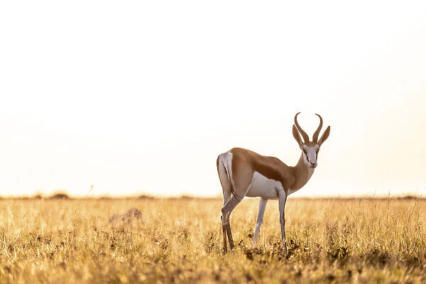 Springbok, Nxai Pan National Park, Botswana