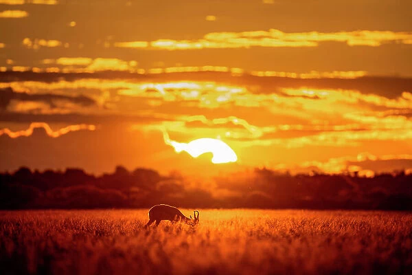 Springbok at sunset, Kalahari Desert, Botswana