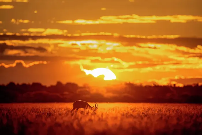 Framed Print : Springbok at sunset, Kalahari Desert, Botswana Framed Print : Springbok at sunset, Kalahari Desert, Botswana