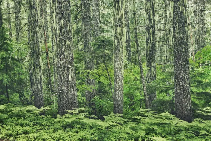 Framed Print : Spruce forest with lichens - USA, Oregon, Linn, Iron Mountain - Cascade Range Framed Print : Spruce forest with lichens - USA, Oregon, Linn, Iron Mountain - Cascade Range