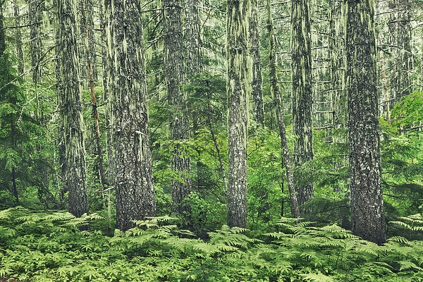 Spruce forest with lichens - USA, Oregon, Linn, Iron Mountain - Cascade Range