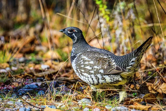 Framed Print : Spruce grouse (Dendragapus canadensis), Lake Superior Provincial Park, Ontario, Canada Framed Print : Spruce grouse (Dendragapus canadensis), Lake Superior Provincial Park, Ontario, Canada