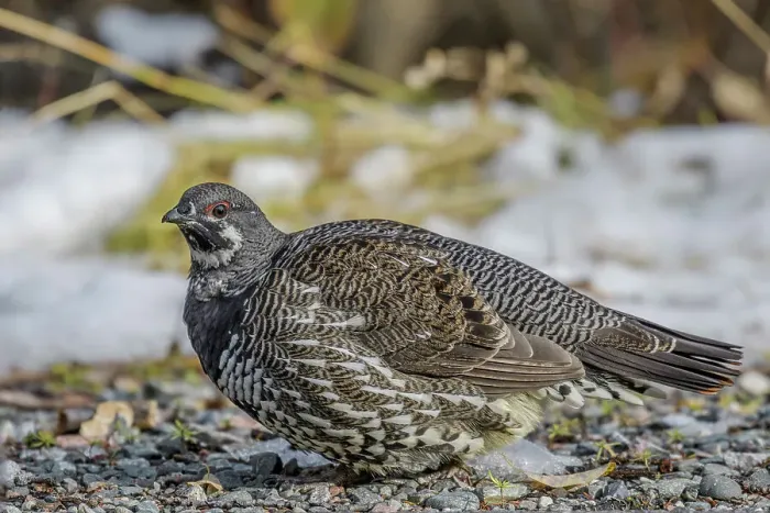 Framed Print : Spruce Grouse (Falcipennis canadensis) female, Neys Provincial Park, Marathon, Ontario