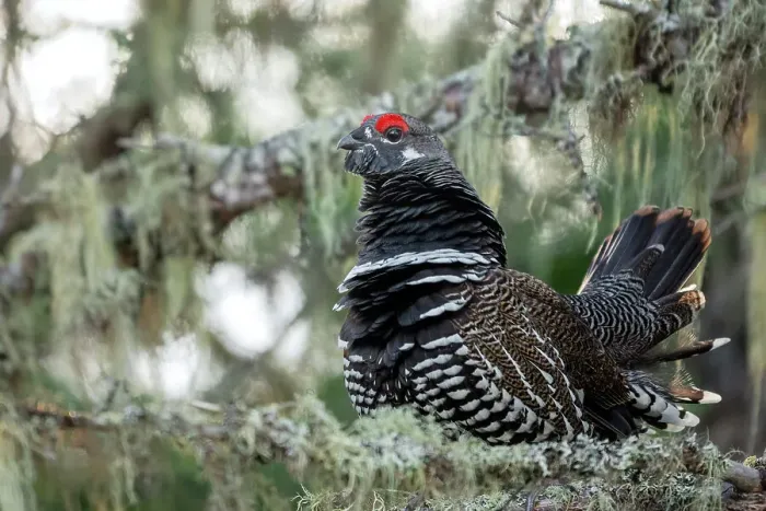 Framed Print : Spruce Grouse (Falcipennis canadensis) male, Neys Provincial Park, Marathon, Ontario Framed Print : Spruce Grouse (Falcipennis canadensis) male, Neys Provincial Park, Marathon, Ontario