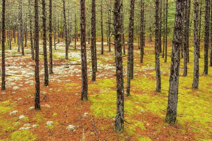 Framed Print : Spruce Tree Trunks, Algonquin Provincial Park, Ontario, Canada
