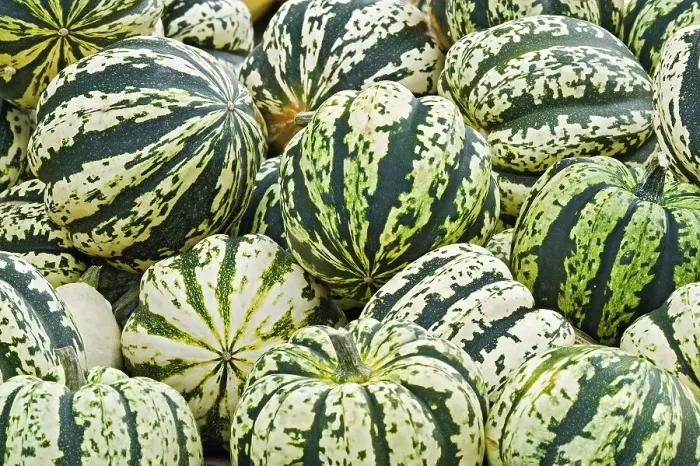 Framed Print : squashes at roadside market near Collingwood, Ontario, Canada Framed Print : squashes at roadside market near Collingwood, Ontario, Canada