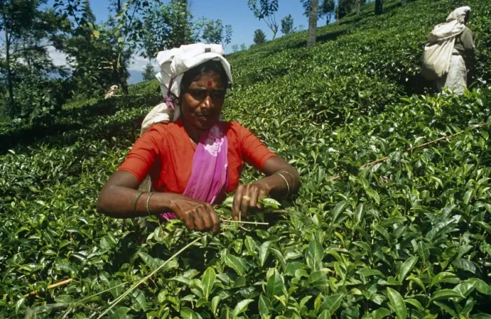 Framed Print : Sri Lanka, Central Highlands. A Tamil tea plucker skilfully plucks leaves using her stick to ensure an even table across Framed Print : Sri Lanka, Central Highlands. A Tamil tea plucker skilfully plucks leaves using her stick to ensure an even table across