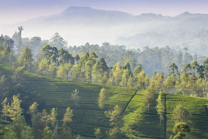 Framed Print : Sri Lanka, Hatton, Castlereagh Lake, Tea Estate