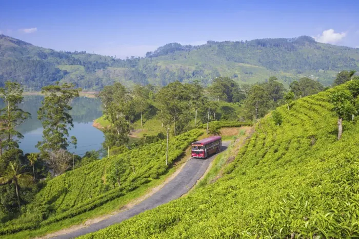 Framed Print : Sri Lanka, Hatton, View of tea estate and Castlereagh Lake Framed Print : Sri Lanka, Hatton, View of tea estate and Castlereagh Lake