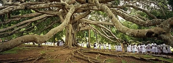 Sri Lanka, Kandy, Peradeniya Botanic Gardens. School girls pass by a bodhi