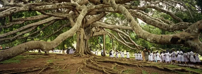 Framed Print : Sri Lanka, Kandy, Peradeniya Botanic Gardens. School girls pass by a bodhi