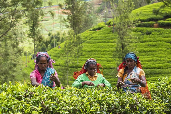 Sri Lanka, Nuwara Eliya disctict, Tea pluckers