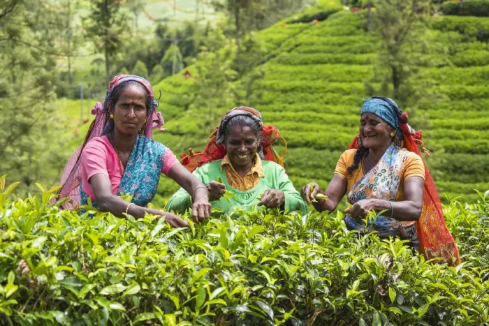 Framed Print : Sri Lanka, Nuwara Eliya disctict, Tea pluckers