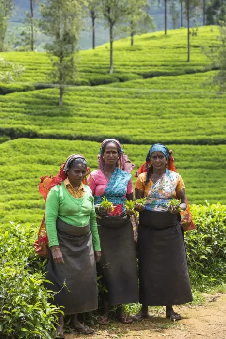 Framed Print : Sri Lanka, Nuwara Eliya disctict, Tea pluckers Framed Print : Sri Lanka, Nuwara Eliya disctict, Tea pluckers