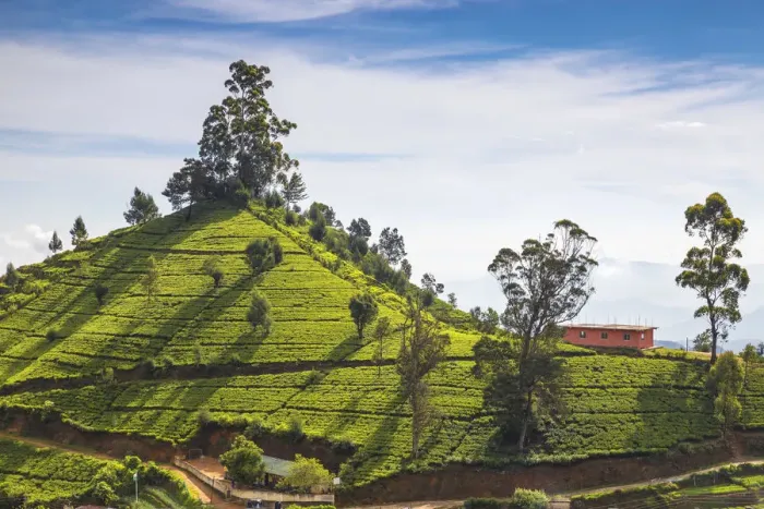 Framed Print : Sri Lanka, Nuwara Eliya, Sri Lanka, Nuwara Eliya, Tea estate Framed Print : Sri Lanka, Nuwara Eliya, Sri Lanka, Nuwara Eliya, Tea estate
