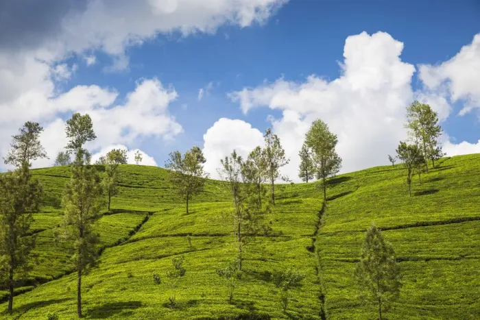 Framed Print : Sri Lanka, Nuwara Eliya, Tea Estate