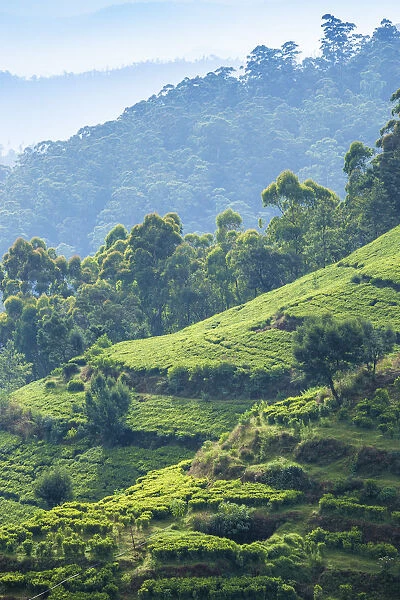 Sri Lanka, Nuwara Eliya, Tea estate